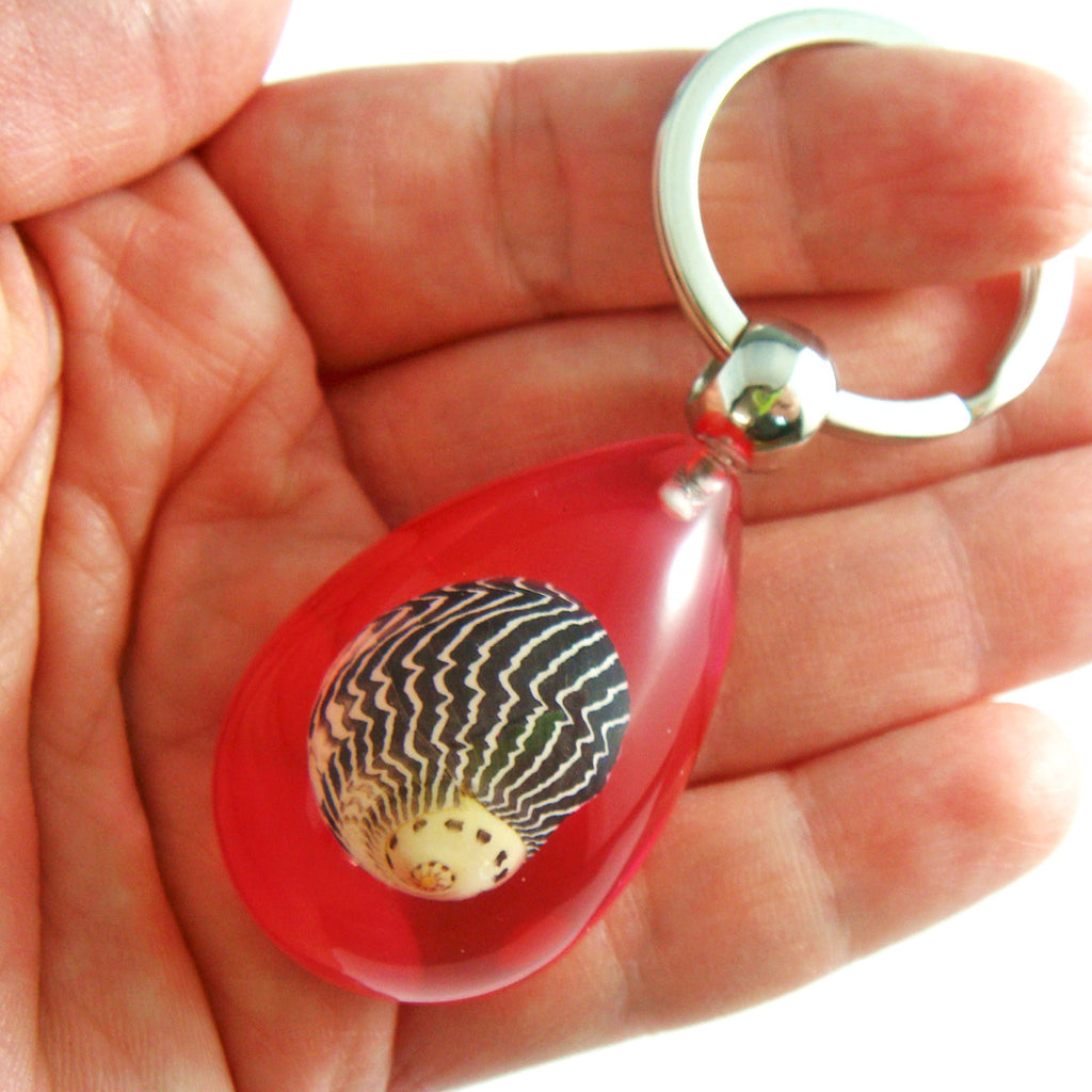 OK206 Pink<br />Zigzag Nerite Shell<br />
