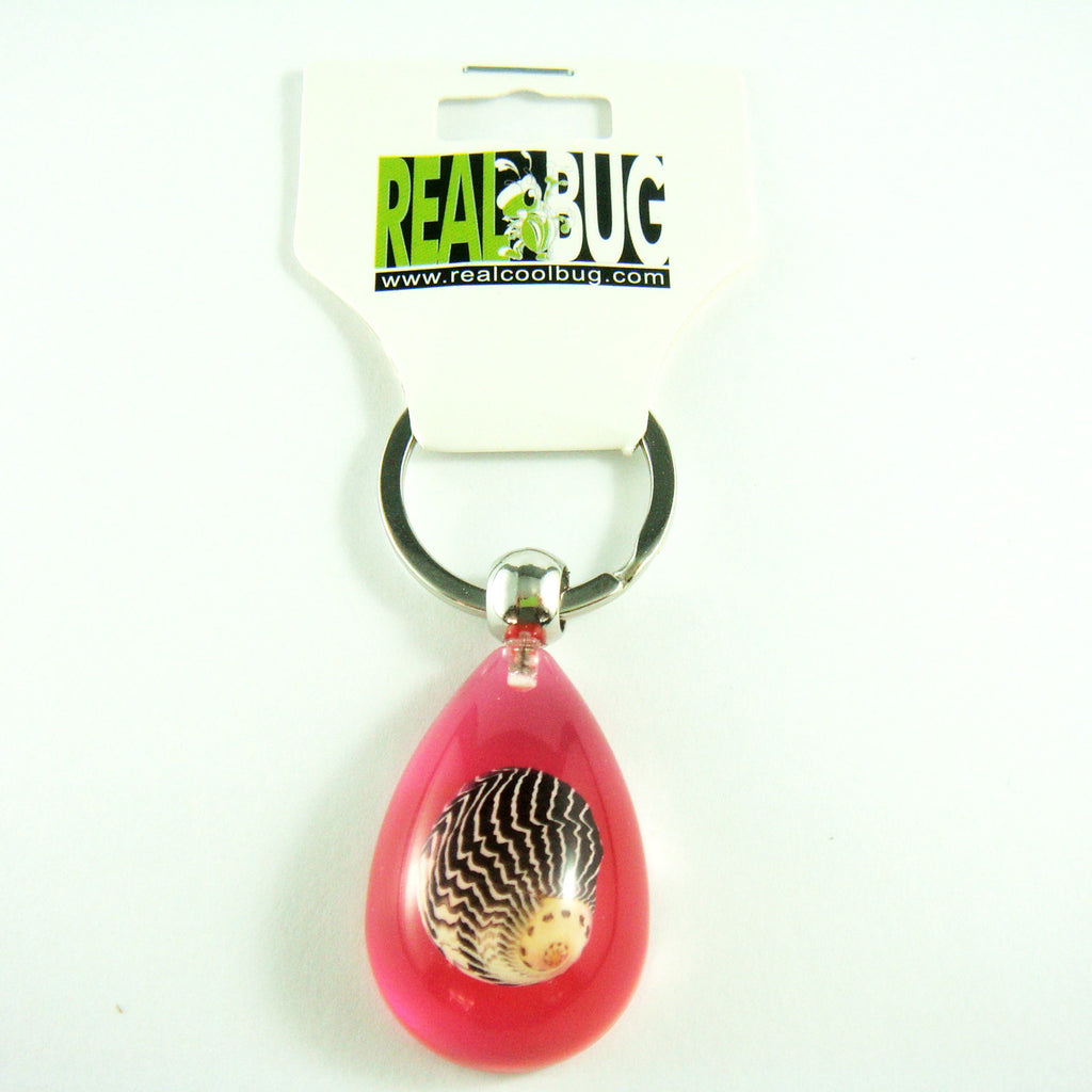 OK206 Pink<br />Zigzag Nerite Shell<br />