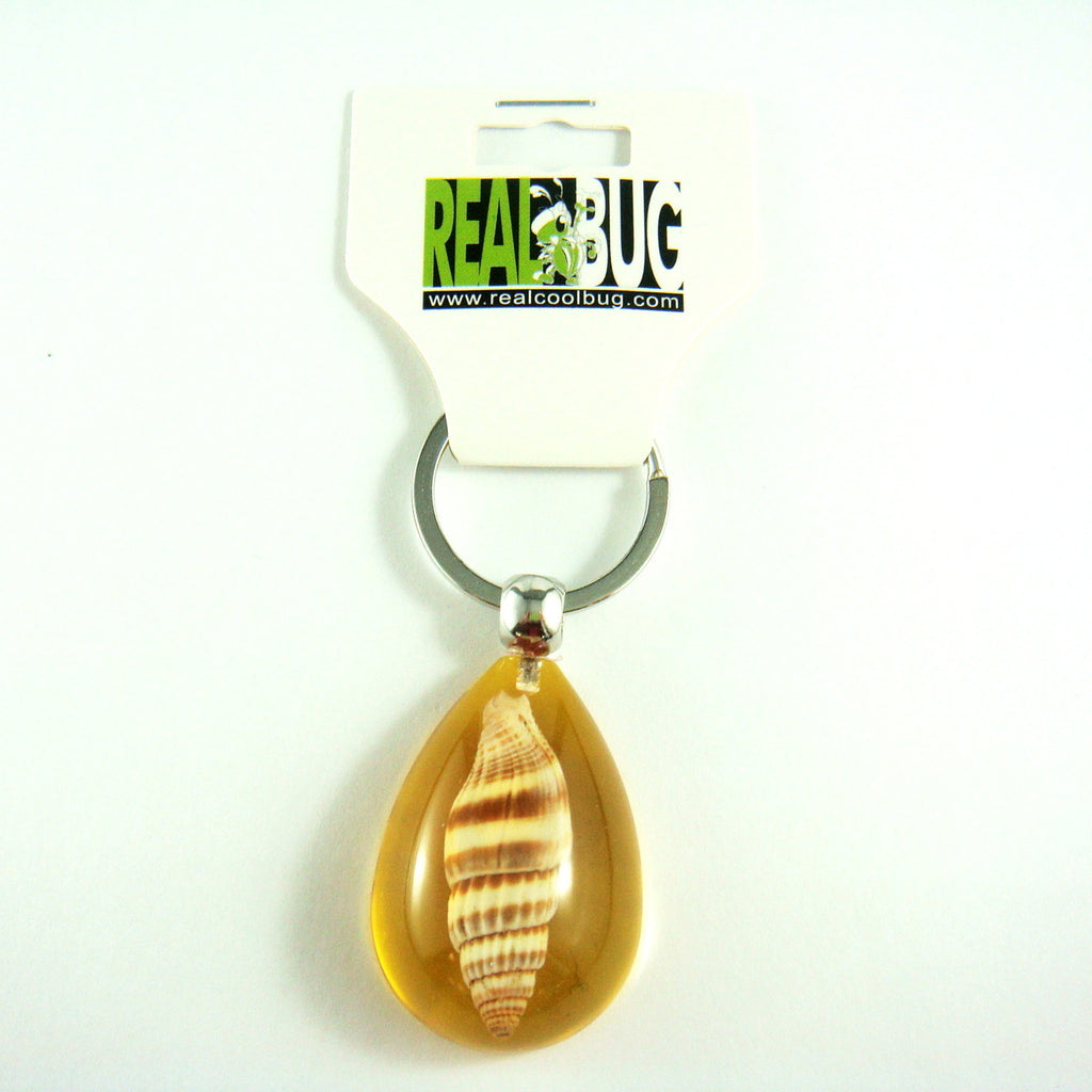 OK208 Amber<br />Ribbed Miters Shell<br />