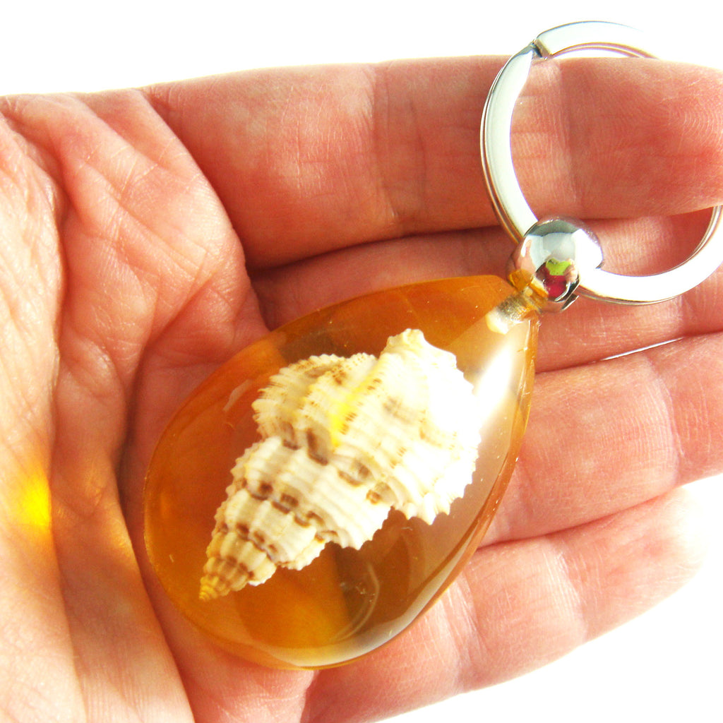 OK209 Amber<br />Rugose Mitre Shell<br />