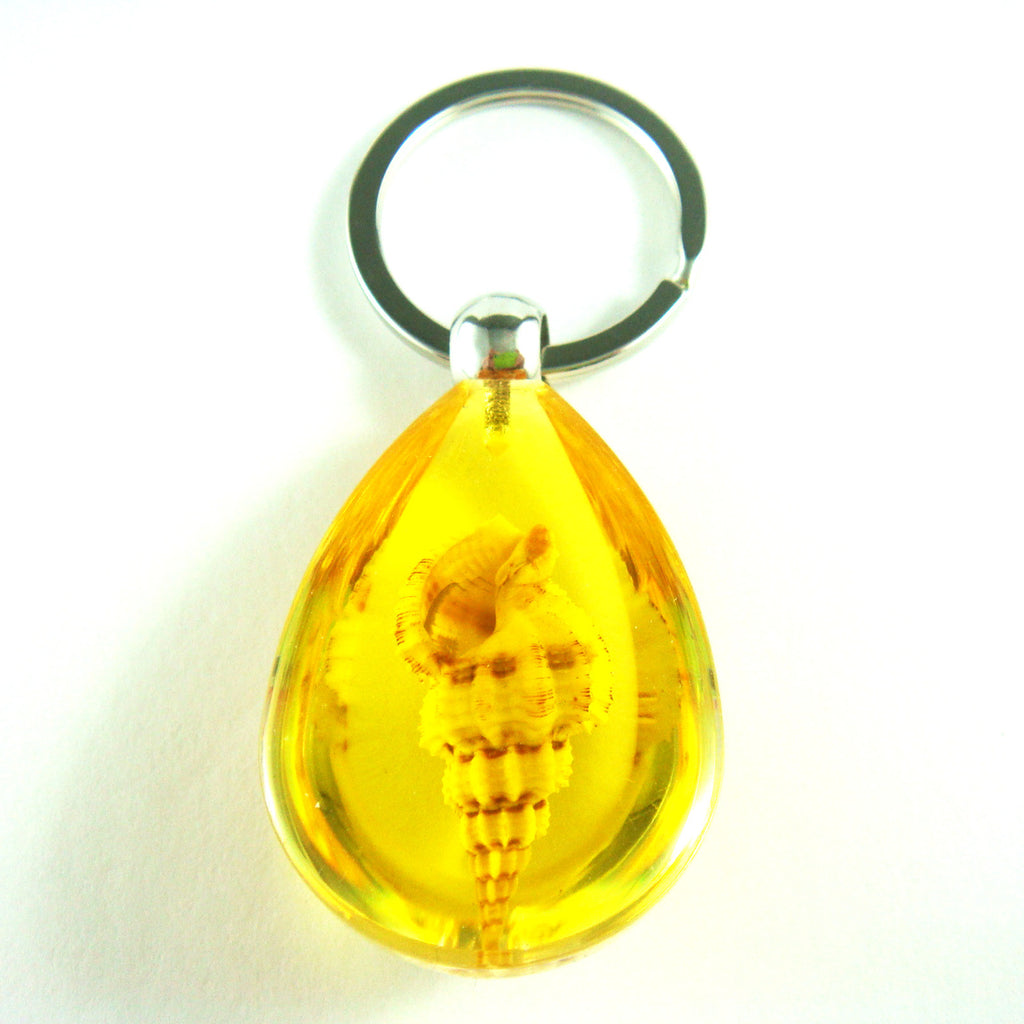 OK209 Amber<br />Rugose Mitre Shell<br />