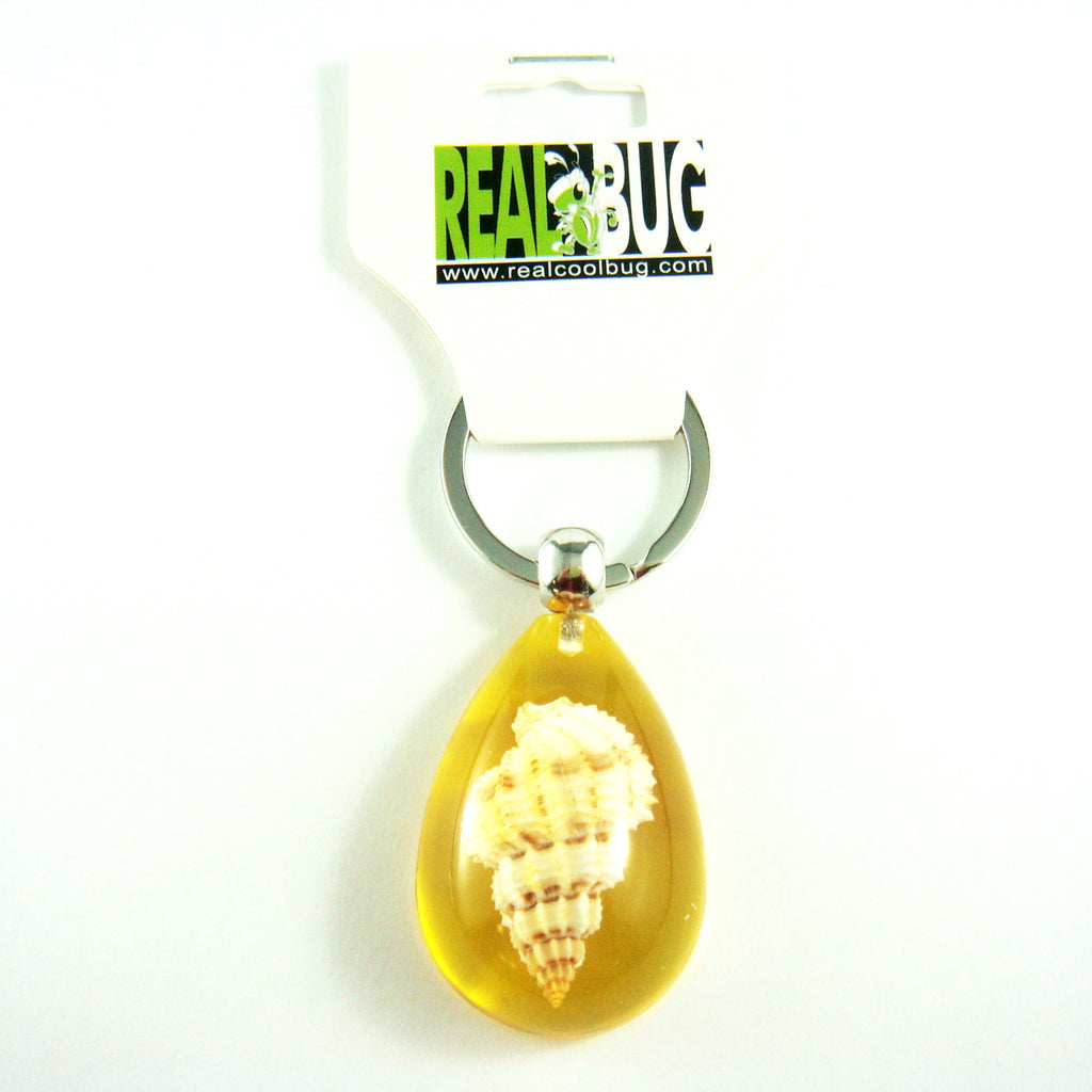 OK209 Amber<br />Rugose Mitre Shell<br />