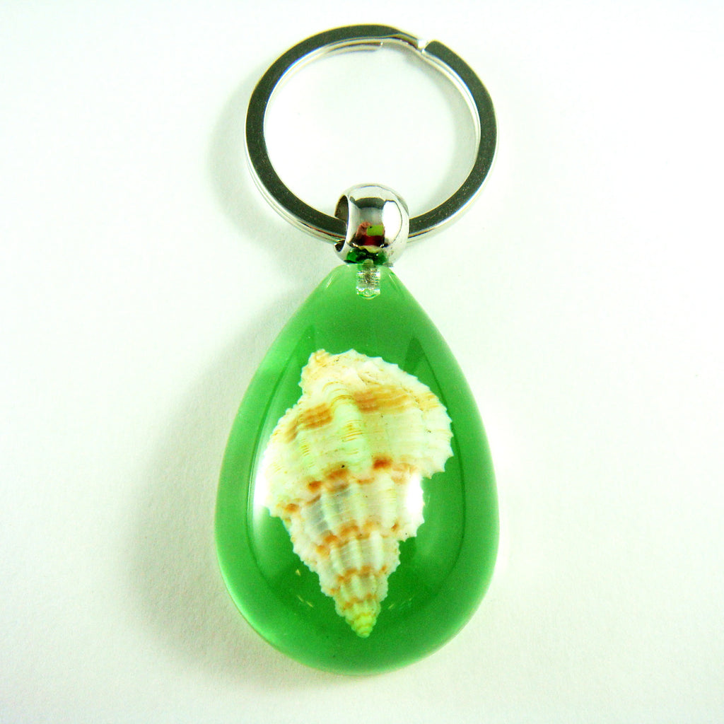 OK209 Green<br />Rugose Mitre Shell<br />