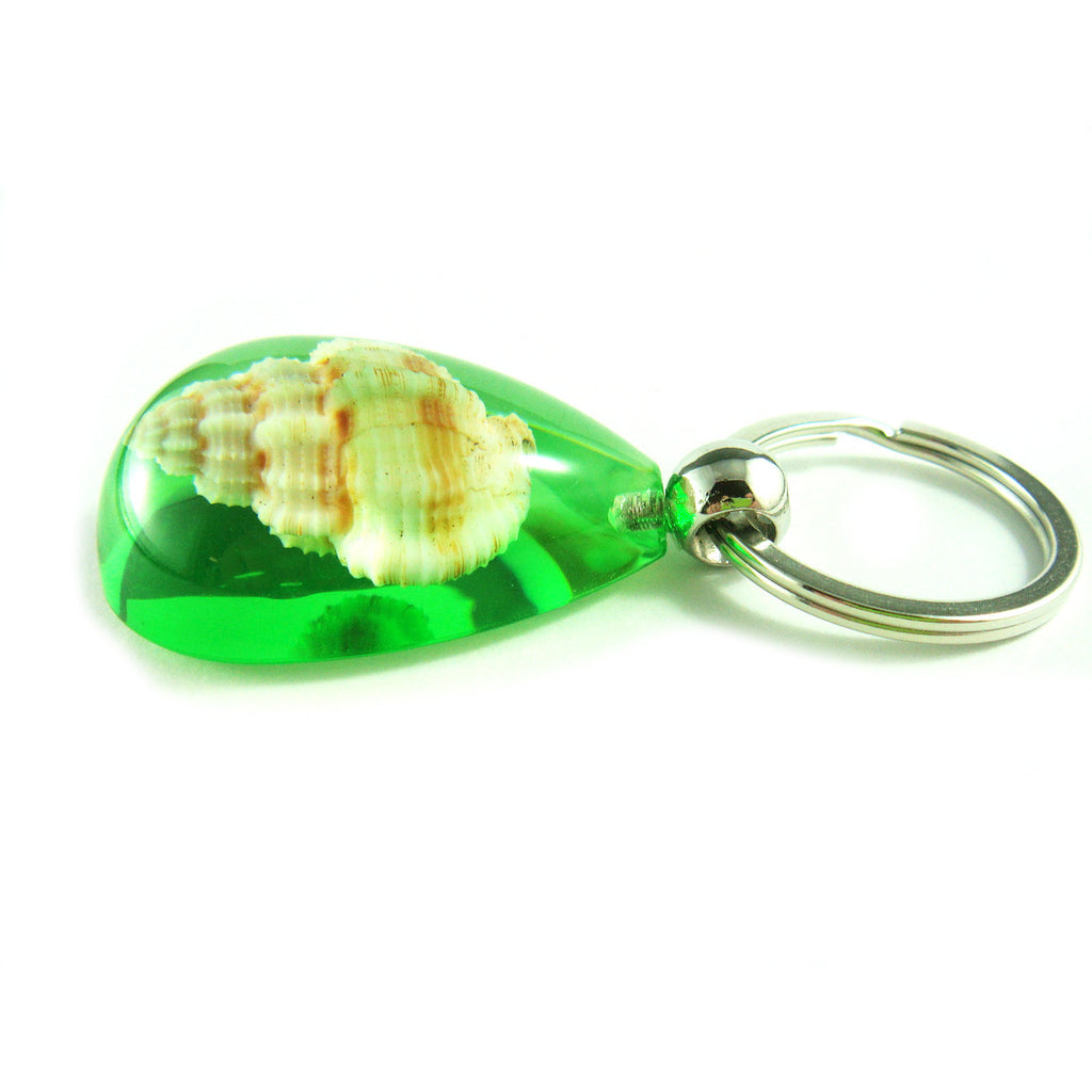 OK209 Green<br />Rugose Mitre Shell<br />