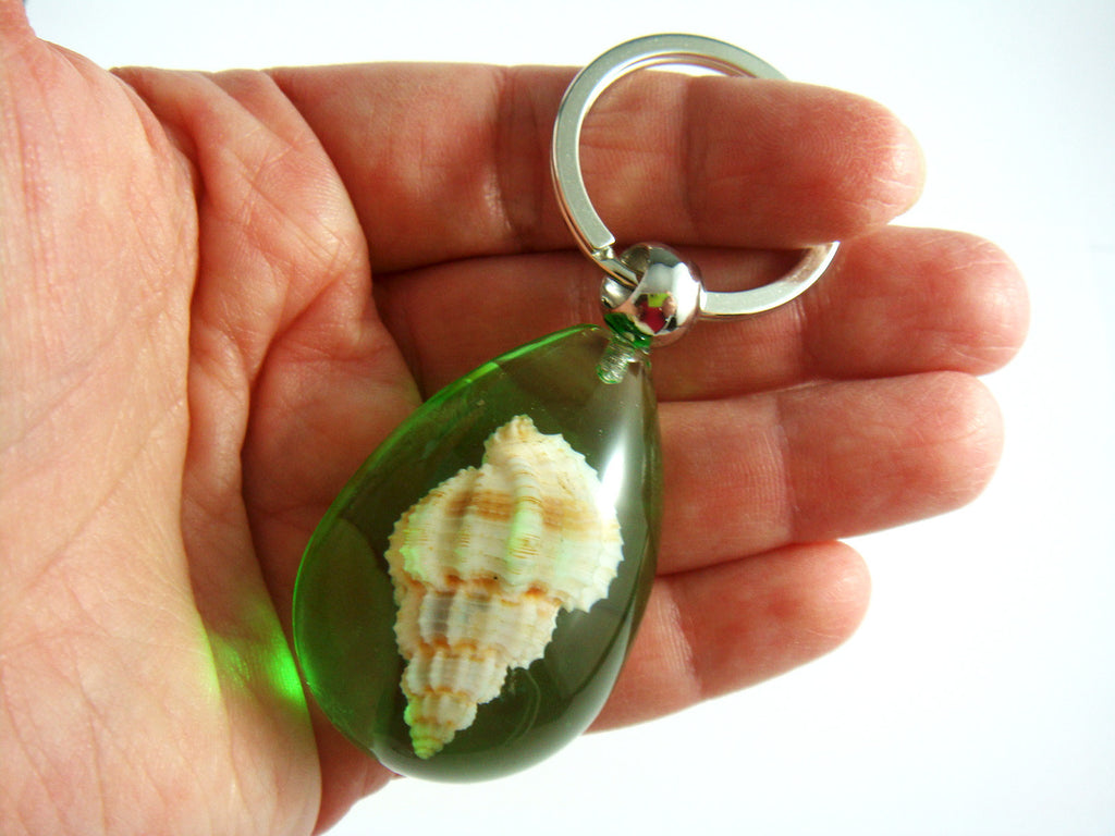 OK209 Green<br />Rugose Mitre Shell<br />