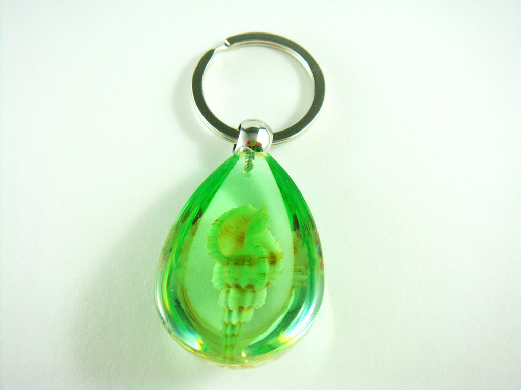 OK209 Green<br />Rugose Mitre Shell<br />