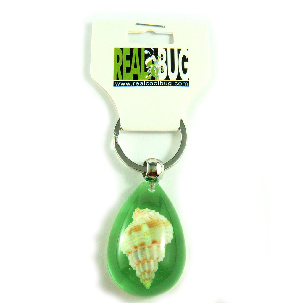 OK209 Green<br />Rugose Mitre Shell<br />