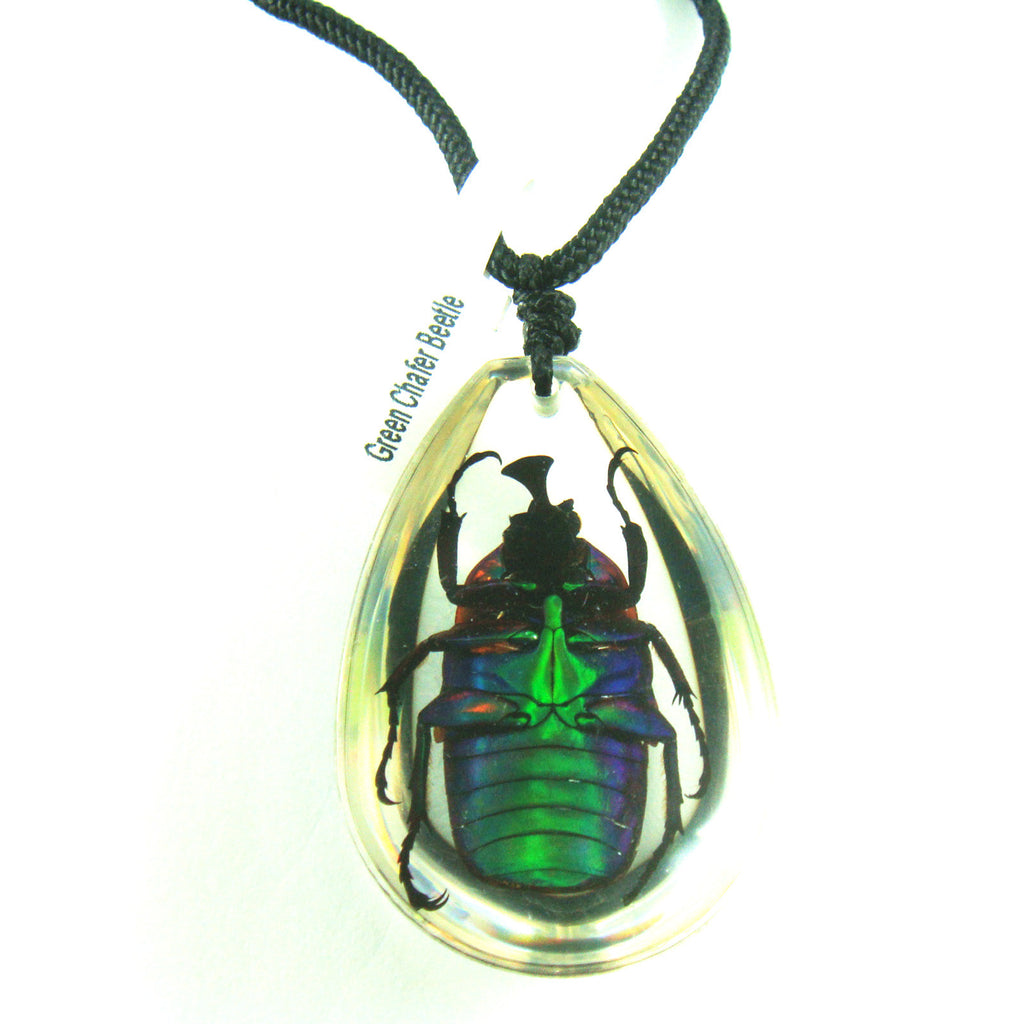 PSB1103<br />Green Chafer<br />Beetle