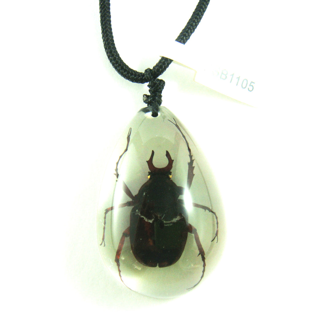 PSB1105<br />Antler Horned<br />Beetle
