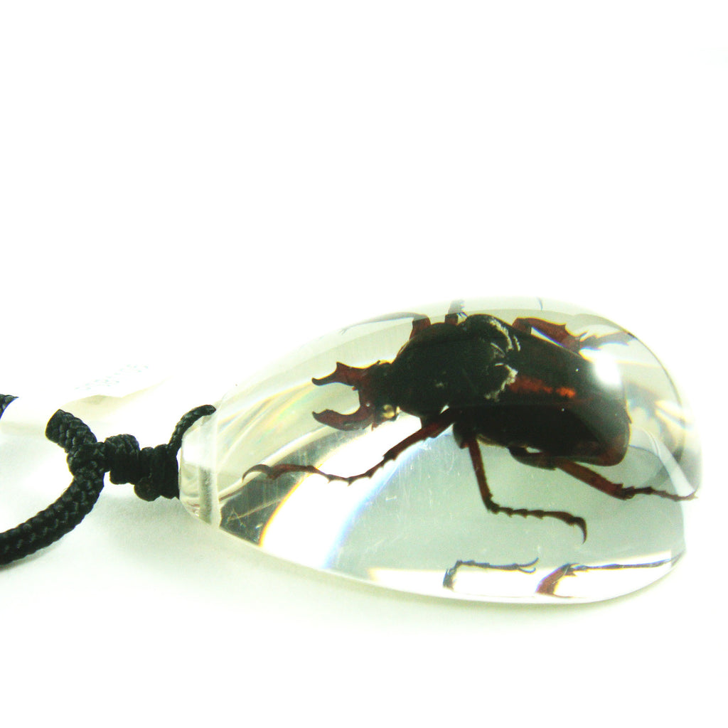 PSB1105<br />Antler Horned<br />Beetle