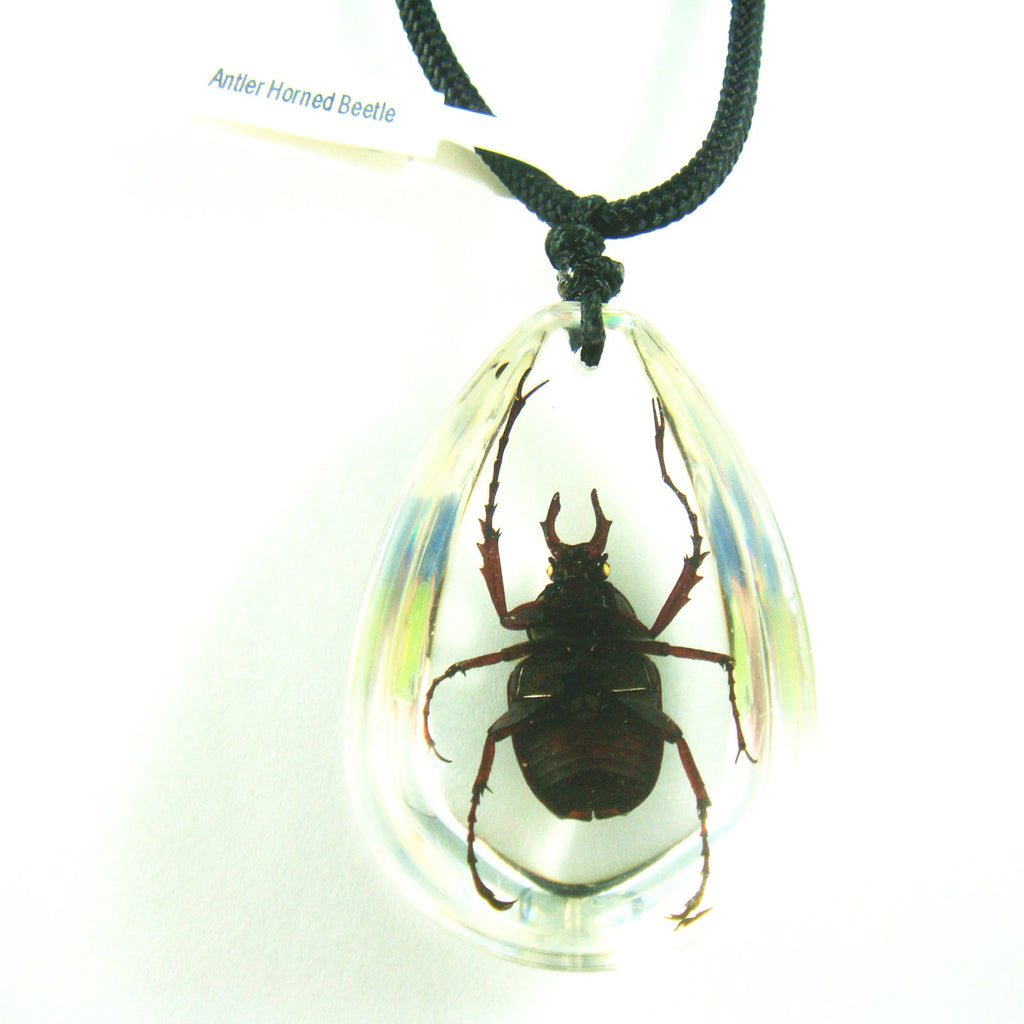 PSB1105<br />Antler Horned<br />Beetle