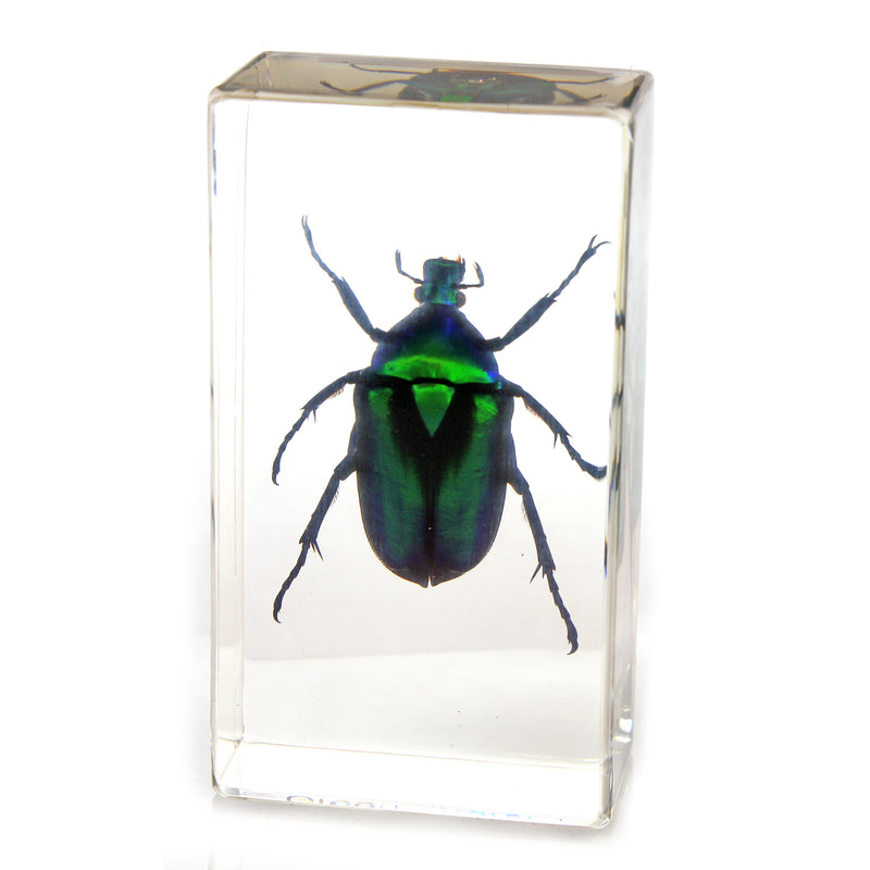PW201<br />Green Chafer <br />Beetle