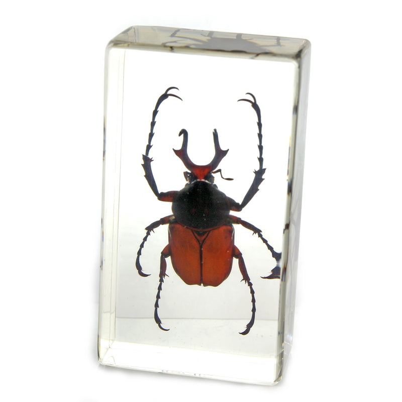 PW202<br />Antler Horned <br />Beetle