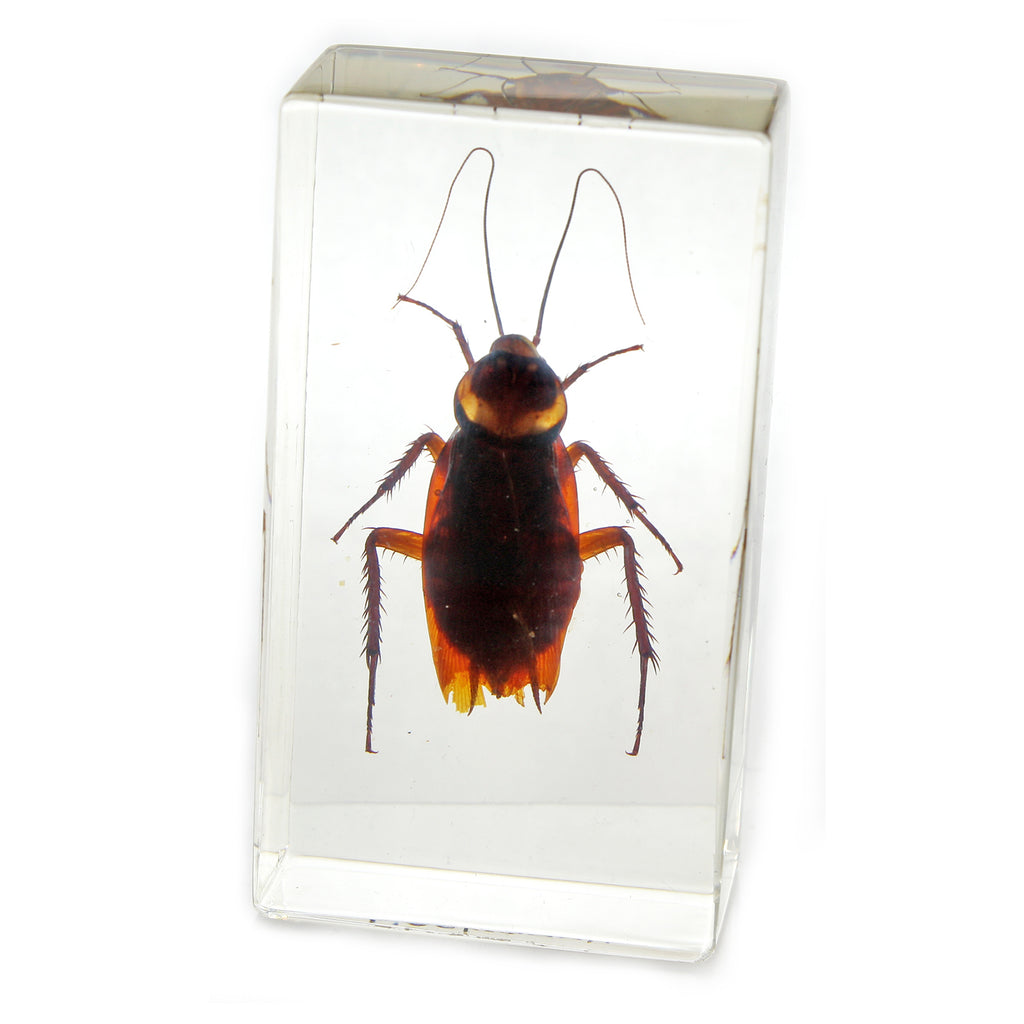PW206<br />Cockroach