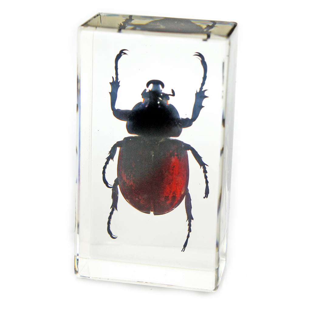 PW208<br />Rhinoceros Beetle