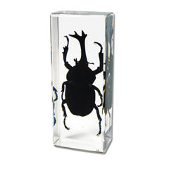 PW310<br />Rhinoceros Beetle