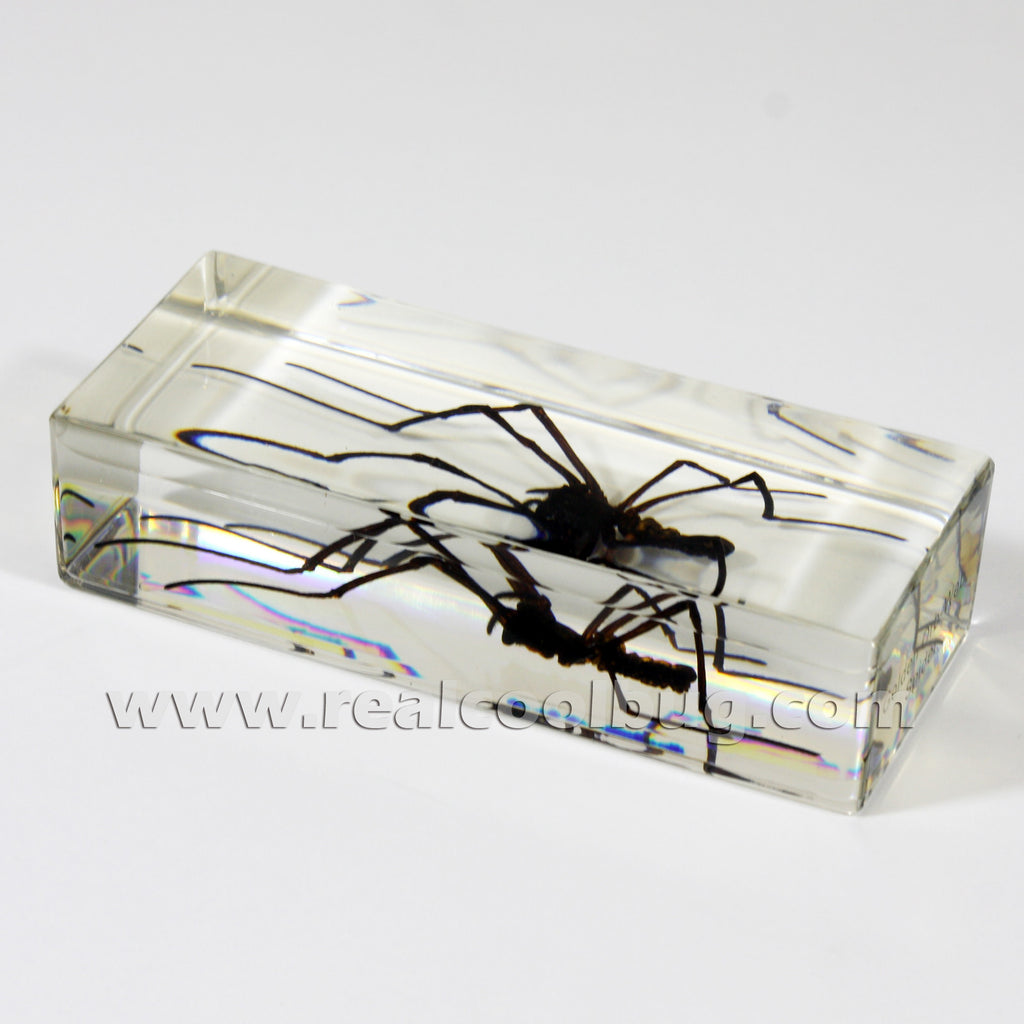 PW311<br/>Golden Orb-web Spider