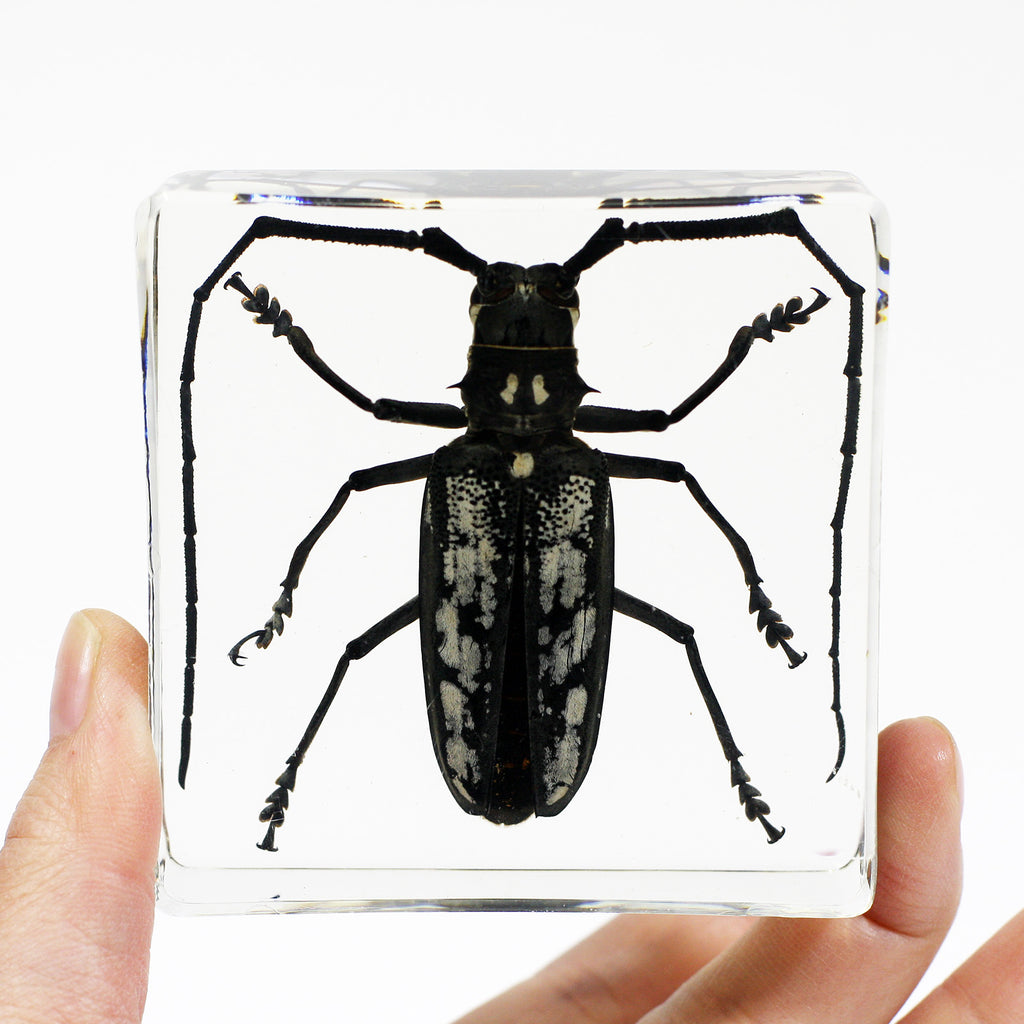 PW401<br/>Real Longhorned Beetle Paperweight (PW401)