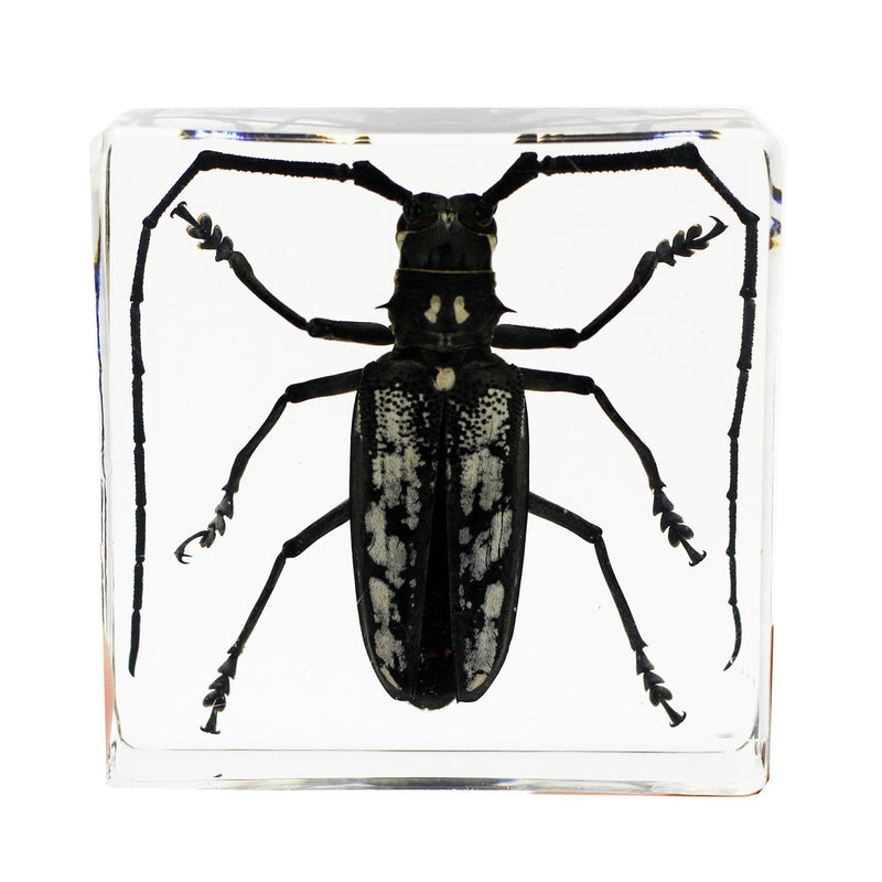 PW401<br/>Real Longhorned Beetle Paperweight (PW401)