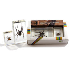PWC423<br />2 pc Spider Paperweights