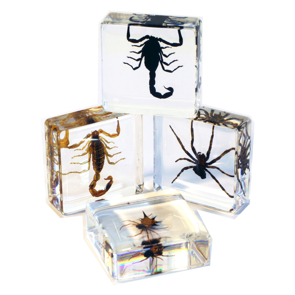 PWC451<br/> 4 pc Scorpion & Spider Set