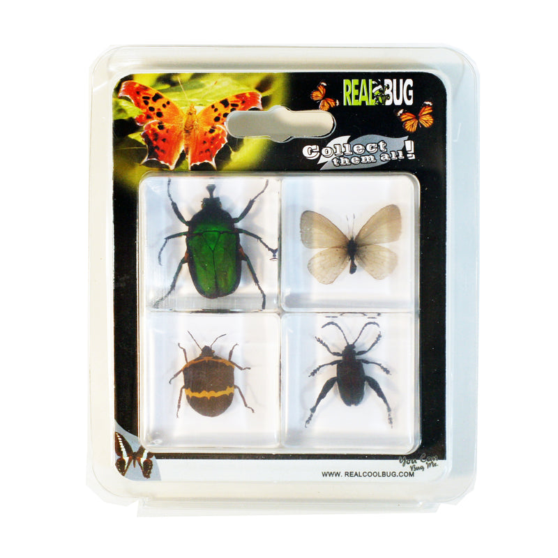 PWC452<br/> 4 pc Insect Collection