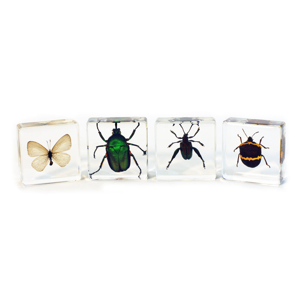 PWC452<br/> 4 pc Insect Collection