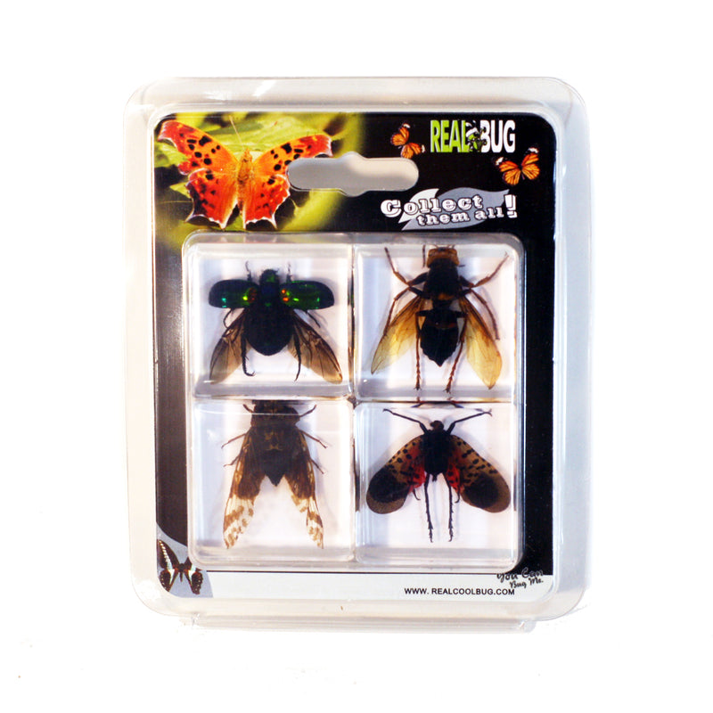 PWC453<br/> 4 pc Flying Insect Collection