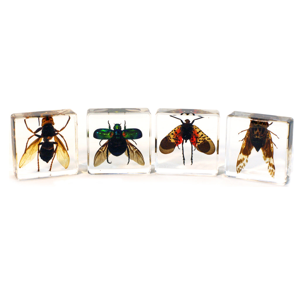 PWC453<br/> 4 pc Flying Insect Collection