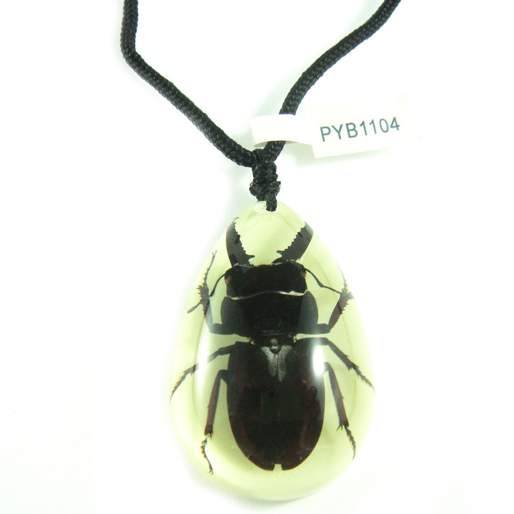 PYB1104<br />Black Stag Beetle<br />