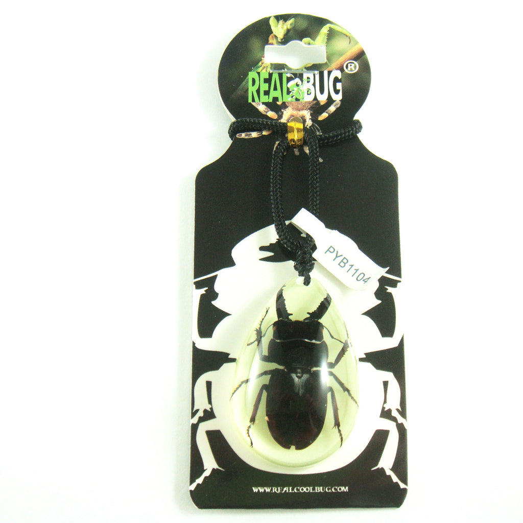 PYB1104<br />Black Stag Beetle<br />