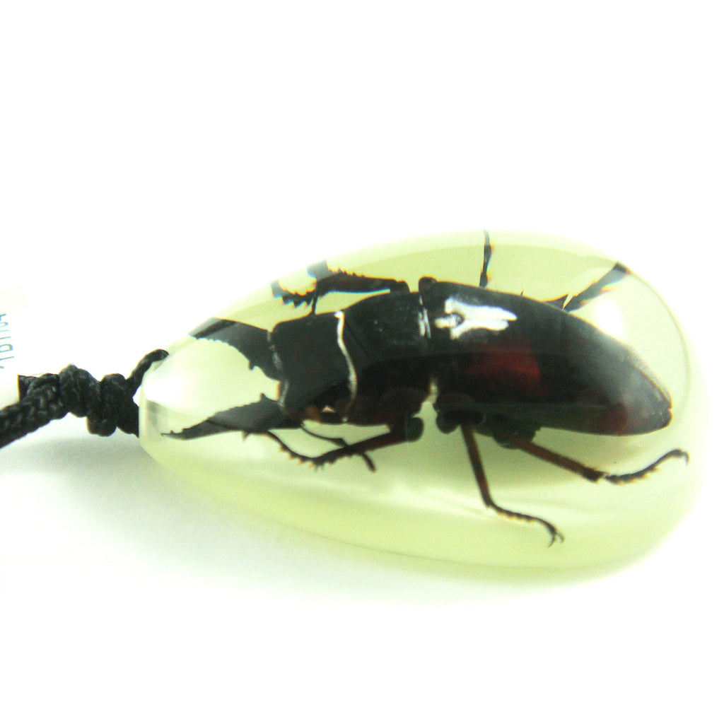 PYB1104<br />Black Stag Beetle<br />