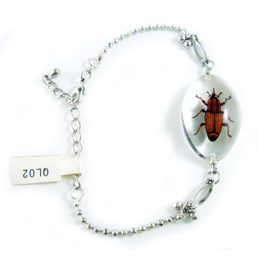 Weevil Oval Bracelet Clear (QL02)