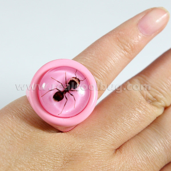 R0024<br/>Ant Ring