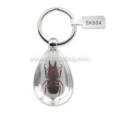 SK604<br />Stag Beetle<br />