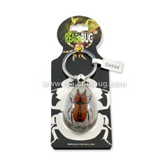 SK604<br />Stag Beetle<br />