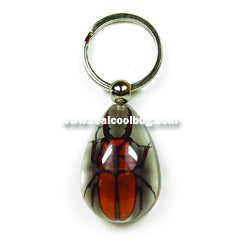 SK604<br />Stag Beetle<br />