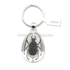 SK605<br />Antler Horned <br />Beetle