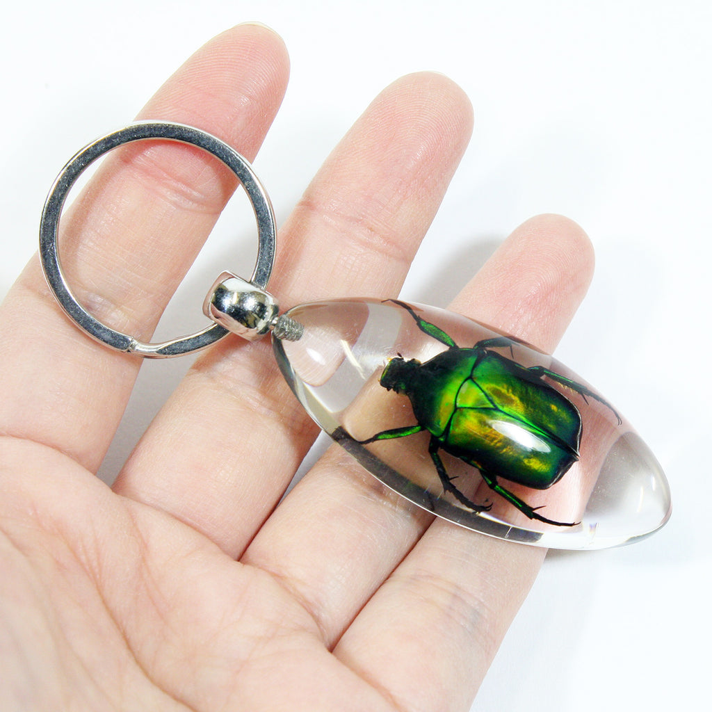 SK805<br />Chafer Beetle