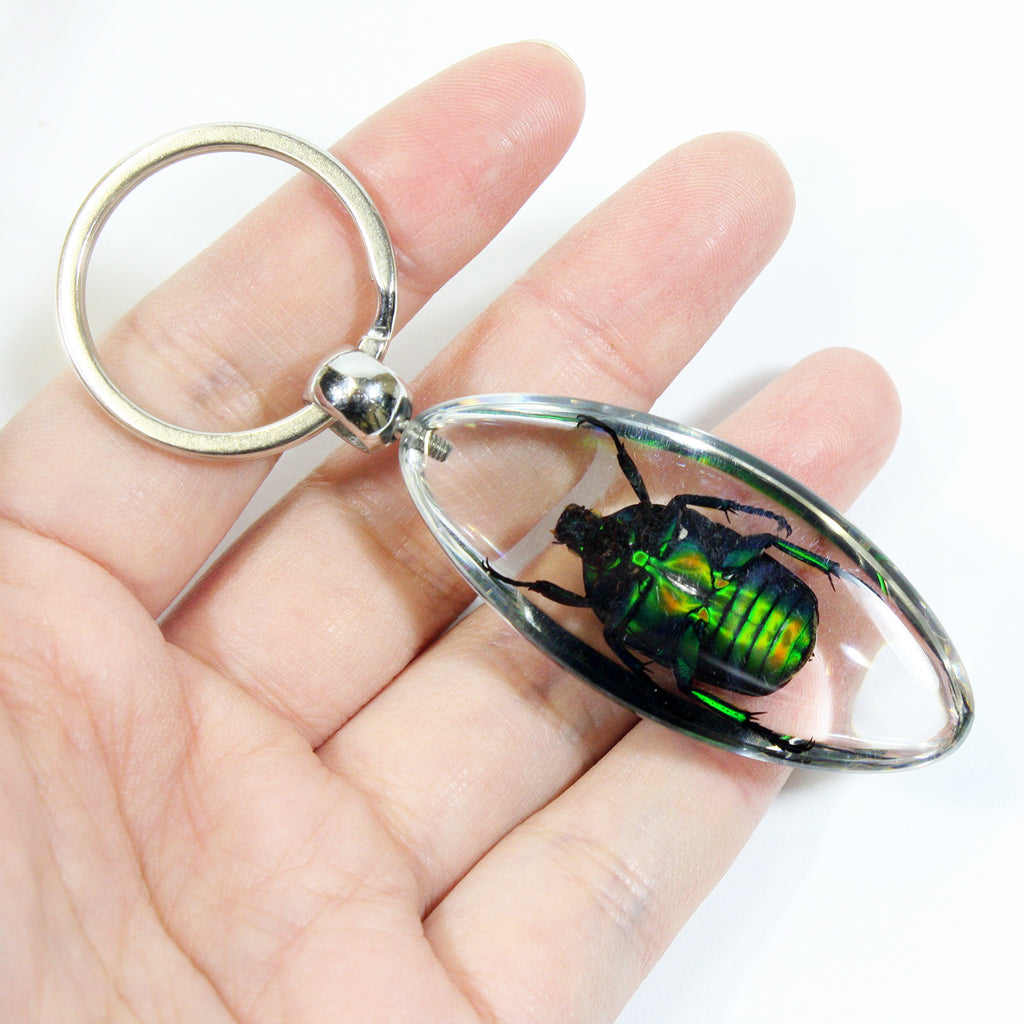 SK805<br />Chafer Beetle