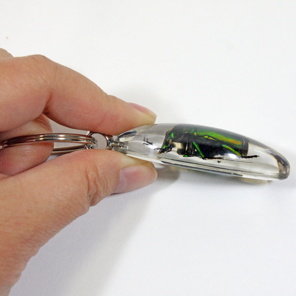 SK805<br />Chafer Beetle