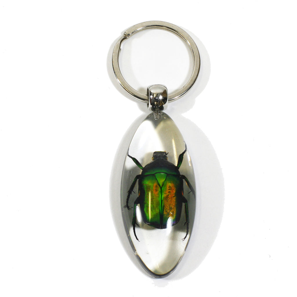 SK805<br />Chafer Beetle