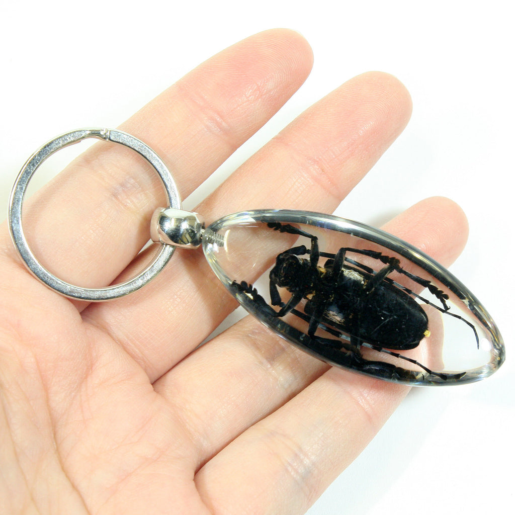 SK806<br />Longhorned Beetle