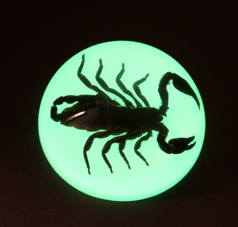 SS105<br />Black Scorpion