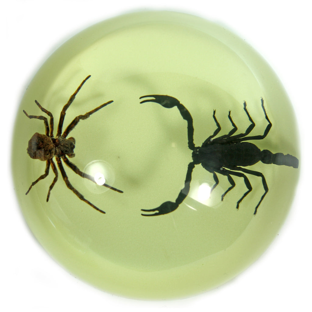 SS112<br />Scorpion & Spider