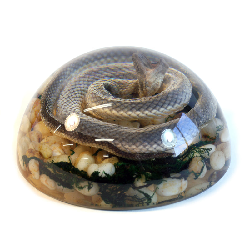 SS113<br /> 4 inch Real Snake Dome Paperweight Decoration