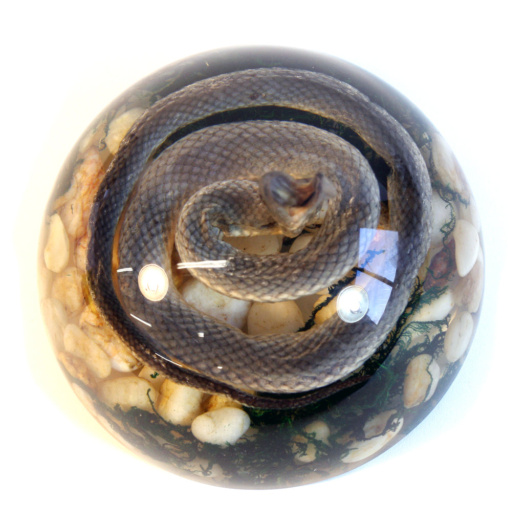 SS113<br /> 4 inch Real Snake Dome Paperweight Decoration