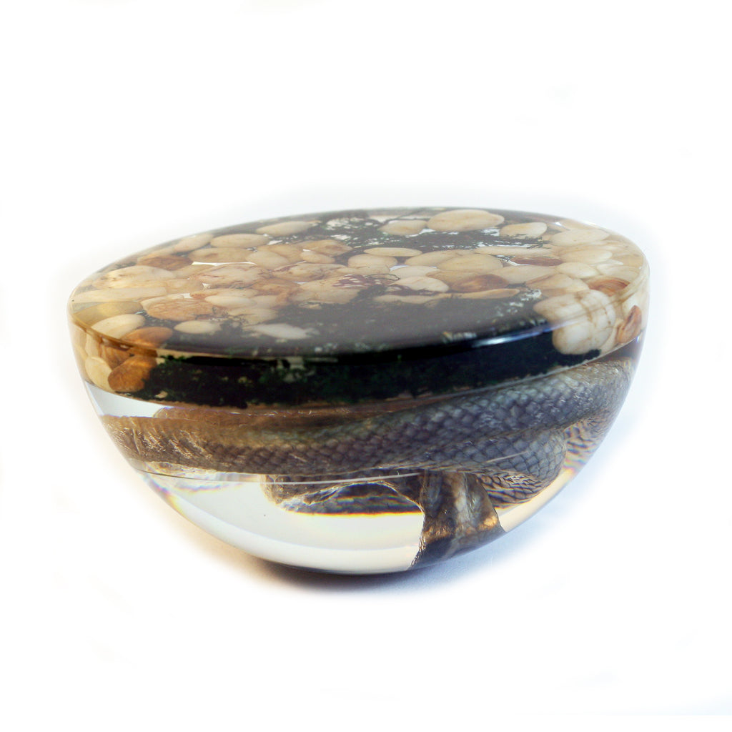 SS113<br /> 4 inch Real Snake Dome Paperweight Decoration