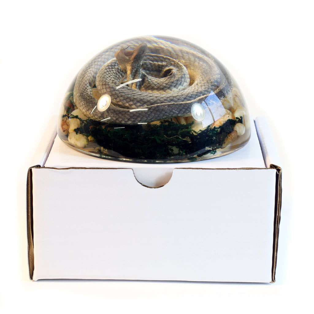 SS113<br /> 4 inch Real Snake Dome Paperweight Decoration
