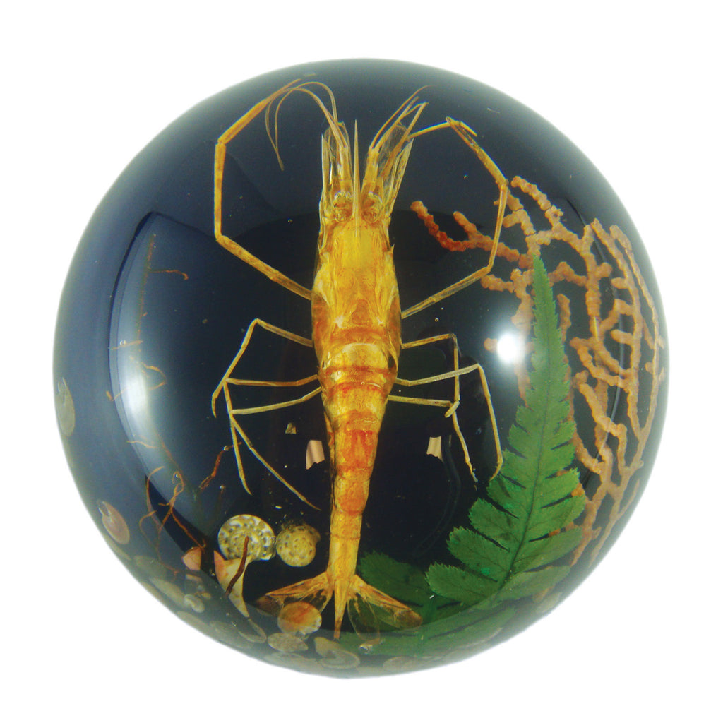 Shrimp Dome Paperweight (SS232)